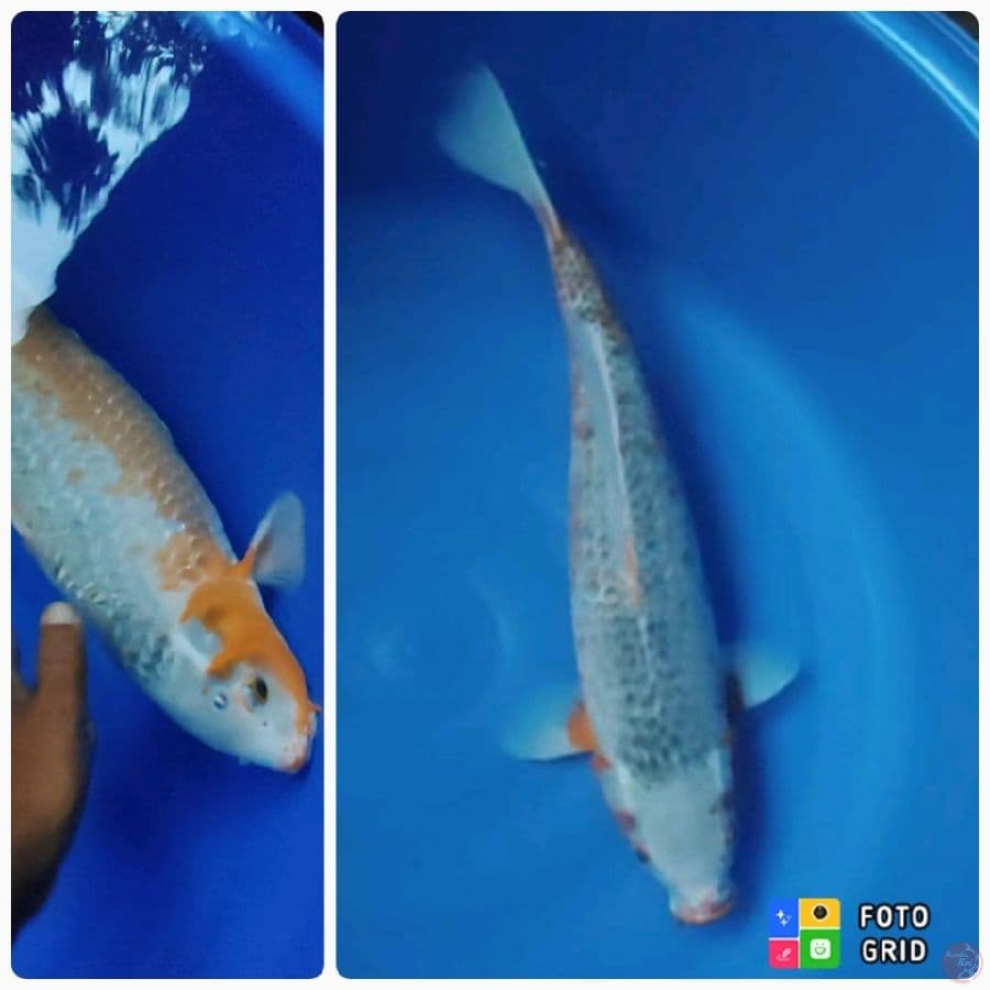 Jumbo asagi 55cm