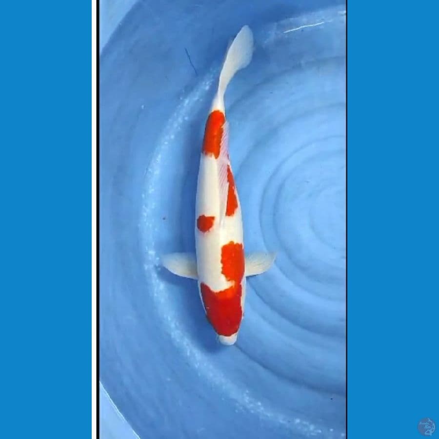 kohaku 58cm betina
