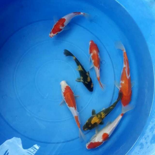 Mix Kuhaku showa