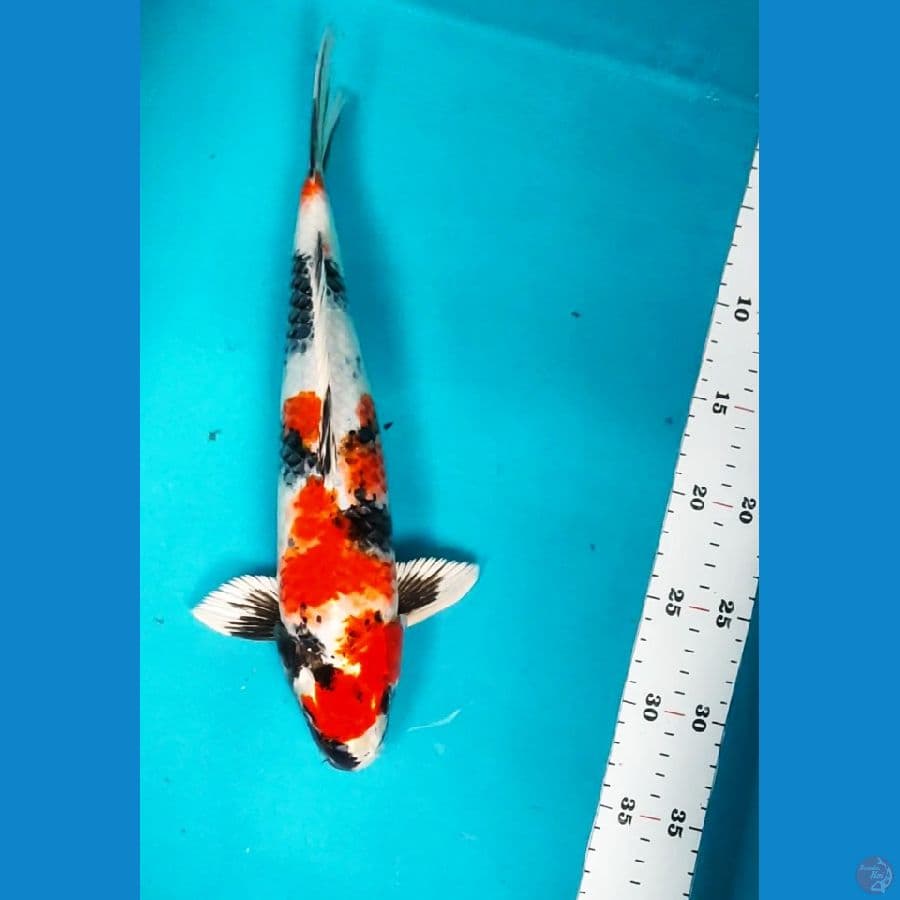 SHOWA HIKARI 32CM MALE