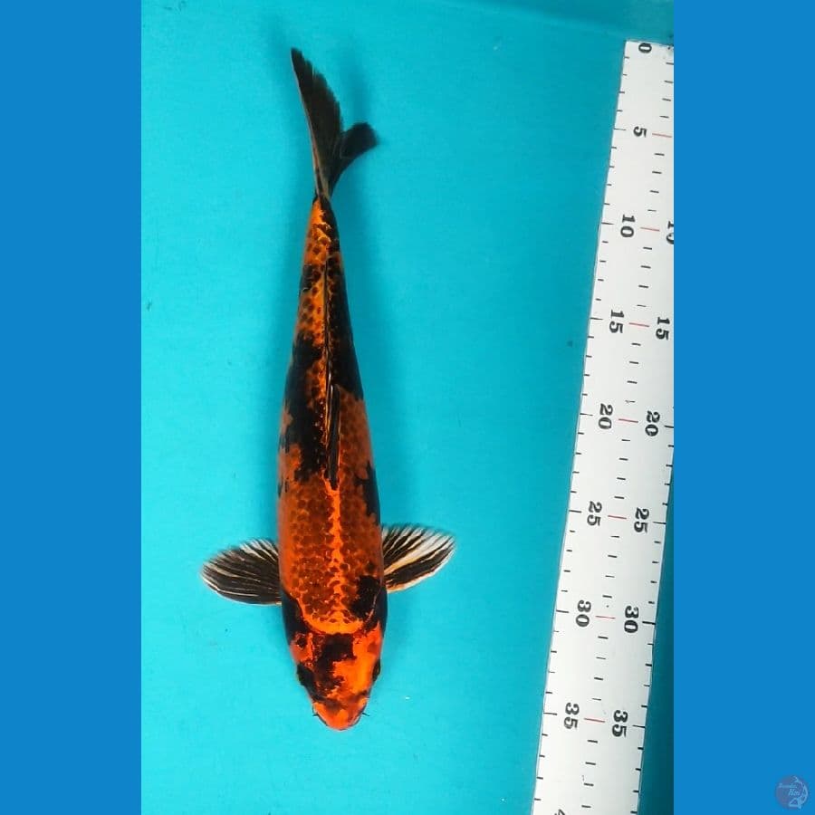 KAGE UTSURI 31CM MALE