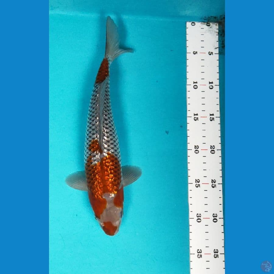 OCHIBA GINRIN 30CM FM