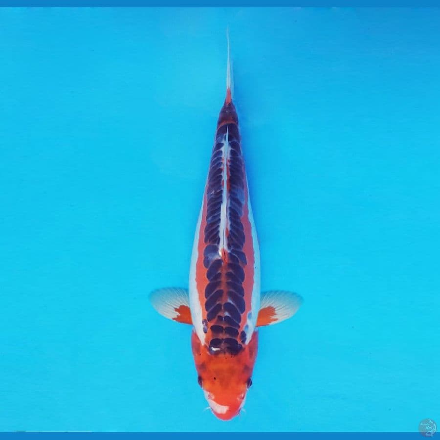 BANZAI 5 (36 Cm/fm) ~ Hi Shusui™,-