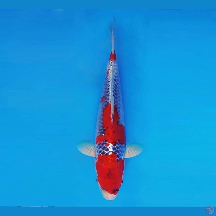 BANZAI 6 (37 Cm/male) ~ Goshiki™,-