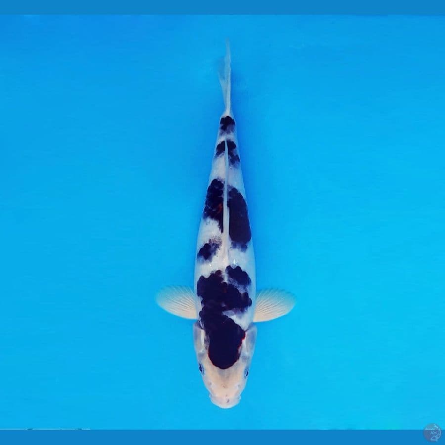 BANZAI 7 (32 Cm/male) ~ Budo Goromo™,-