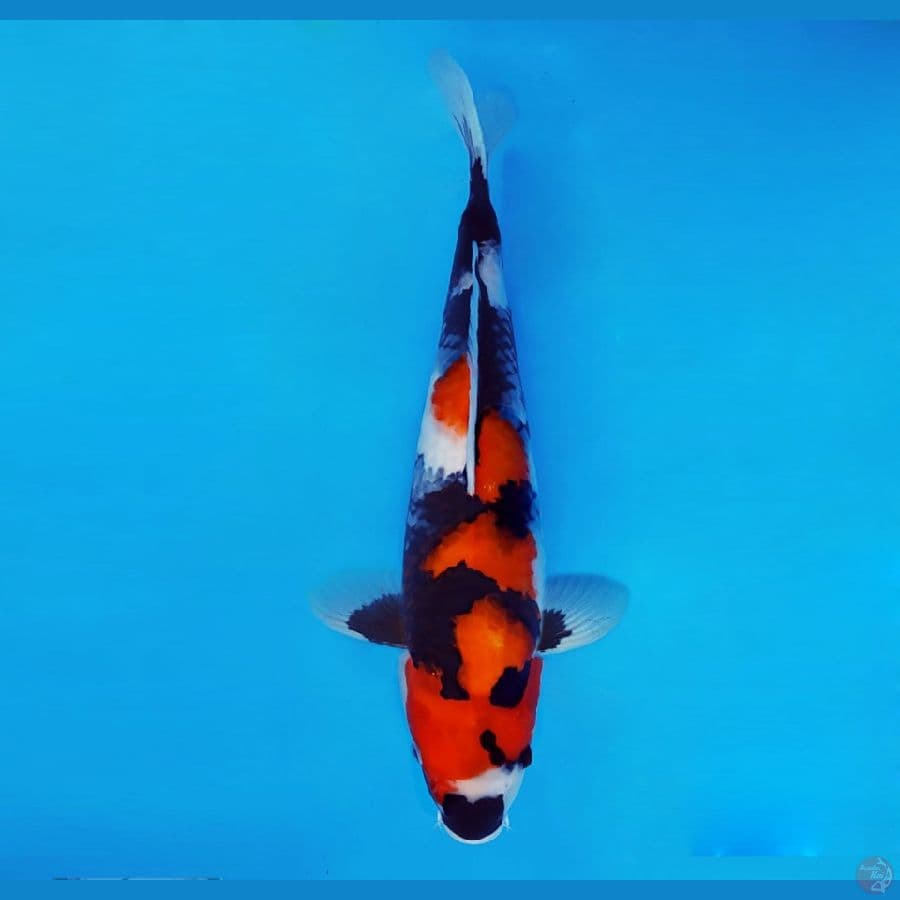 BANZAI 8 (36 Cm/fm) ~ Showa Evo™,-
