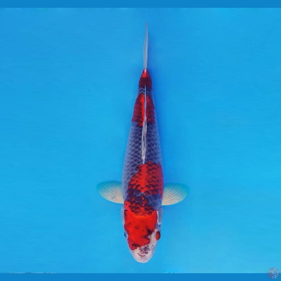 BANZAI 10 (42 Cm/fm) ~ Goshiki™,-