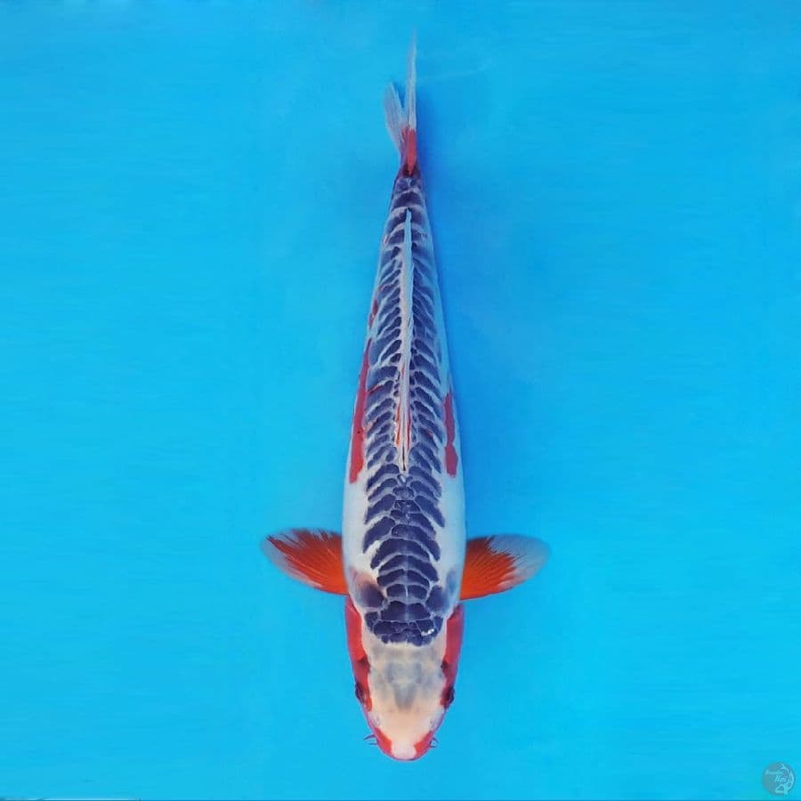 BANZAI 11 (36 Cm/male) ~ Shusui™,-