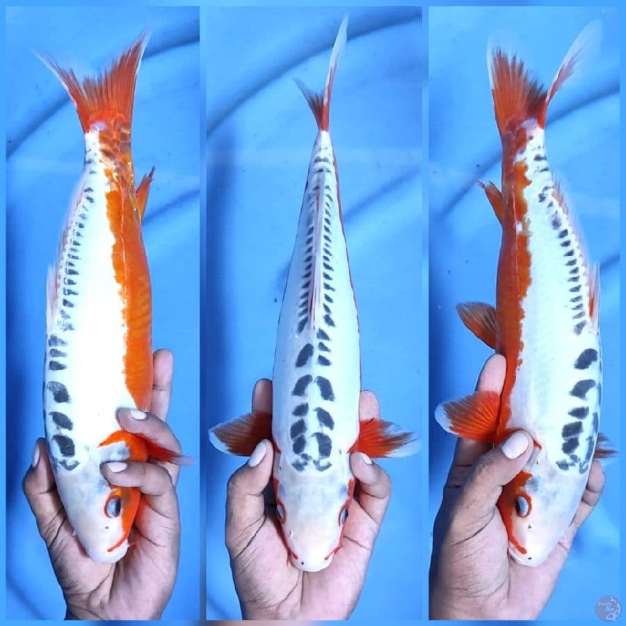 SHUSUI HANA SEIMBANG # 36CM - F