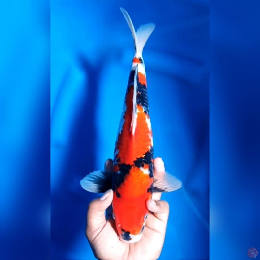 SHOWA ISTIMEWA # 35CM - M