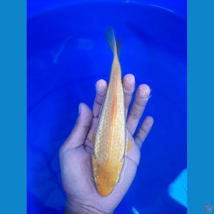 karasi ginrin 21cm