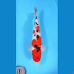 SANKE 35CM - MALE