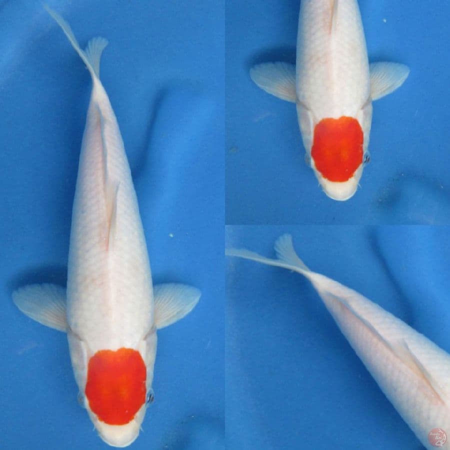 29cm ,Tancho Male Ori 