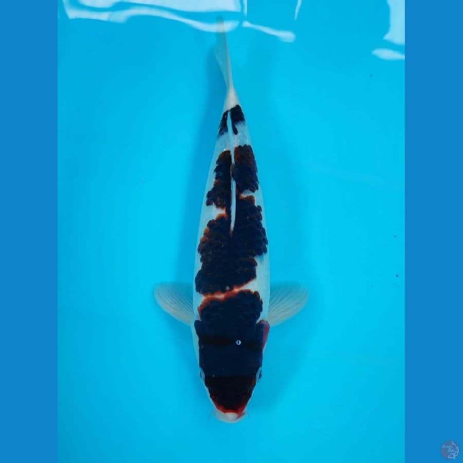 goromo 32cm/male