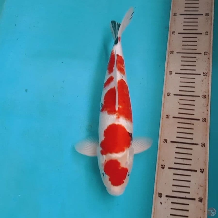 Sanke Maruten 40BU