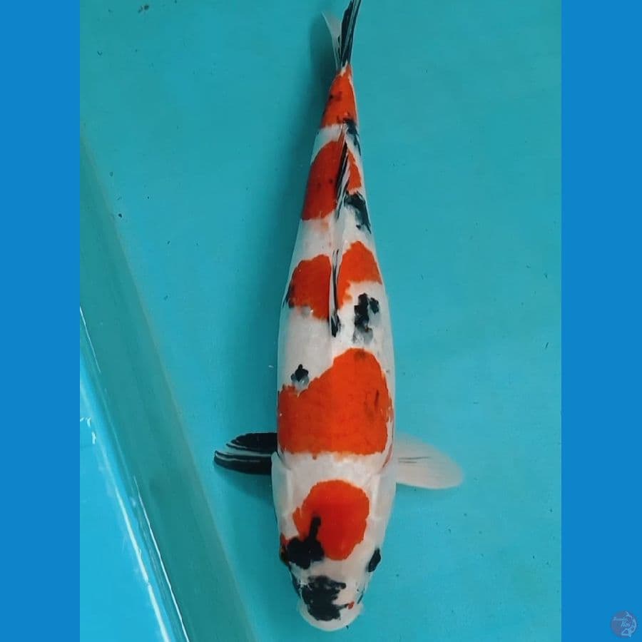 Showa Maruten 41cm