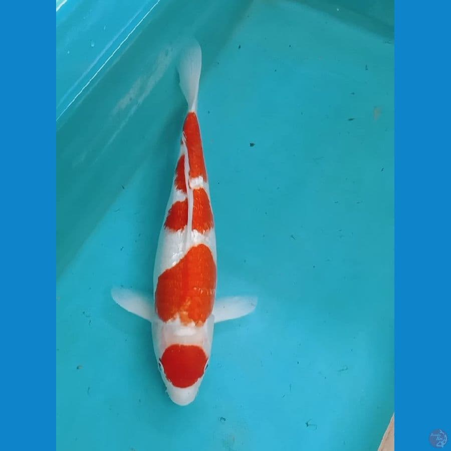 Kohaku Maruten Ginrin 41cm