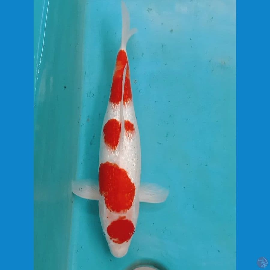 Kohaku Maruten Ginrin 41cm