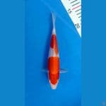 Kohaku 22cm