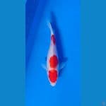 Kohaku 19cm