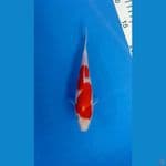 Kohaku 19cm