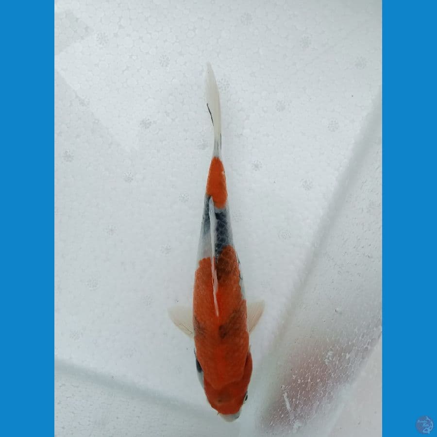 showa