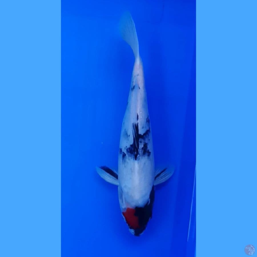 tancho showa 27 cm