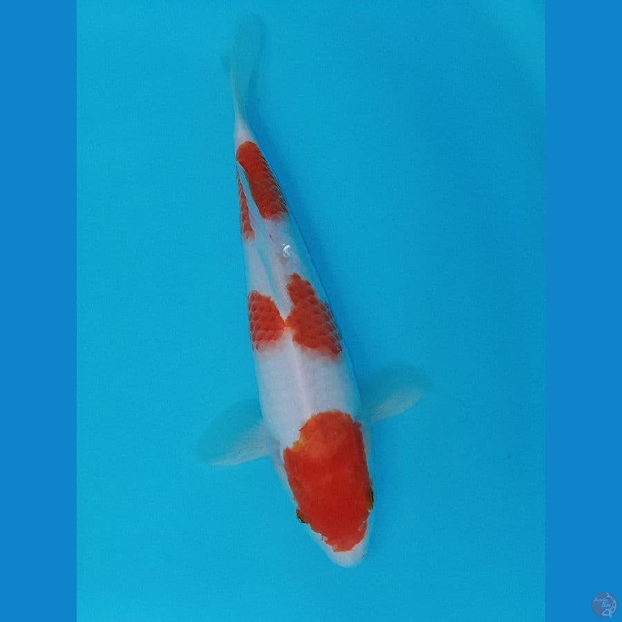 KOHAKU STEP 3 ORI