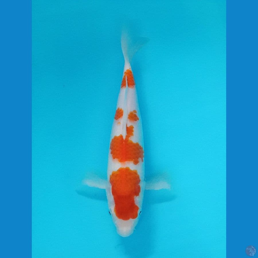 KOHAKU 25 CM ORI