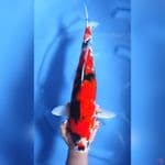 ( 48CM ) JUMBO SHOWA STRONG - MALE