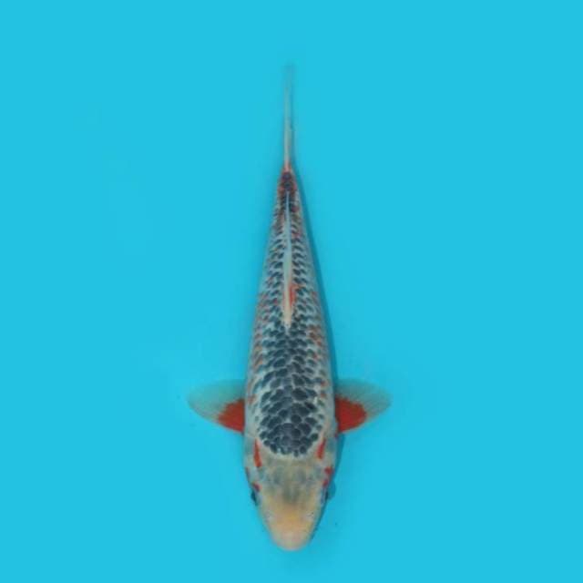 ASAGI 30 CM