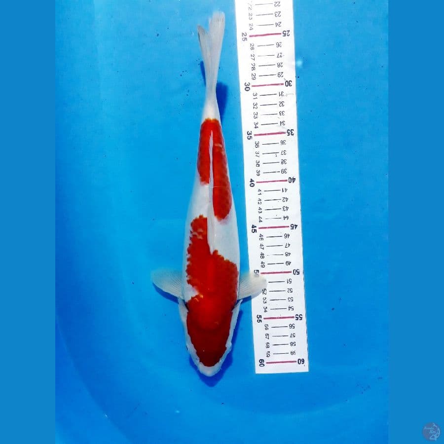 HQ Nidan Kohaku F35cm