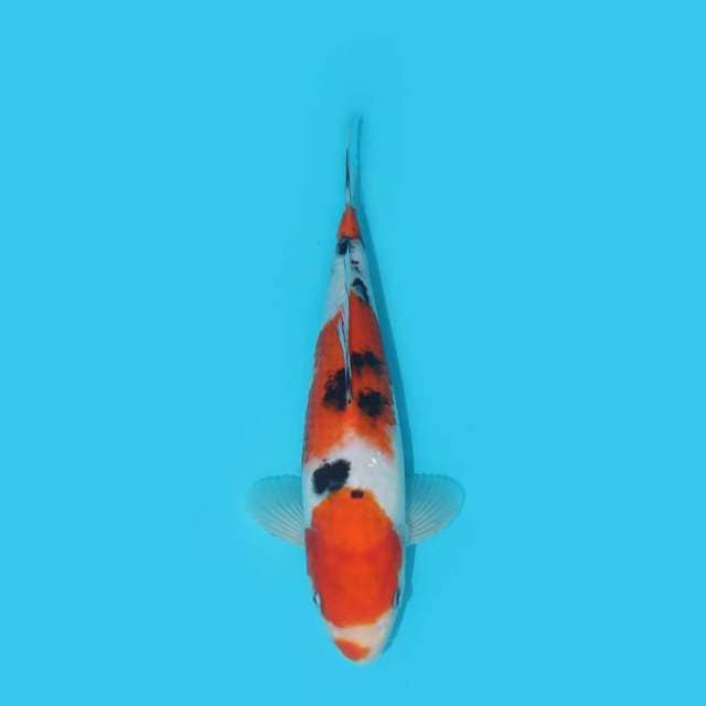 SANKE KUCHIBENI 24 CM