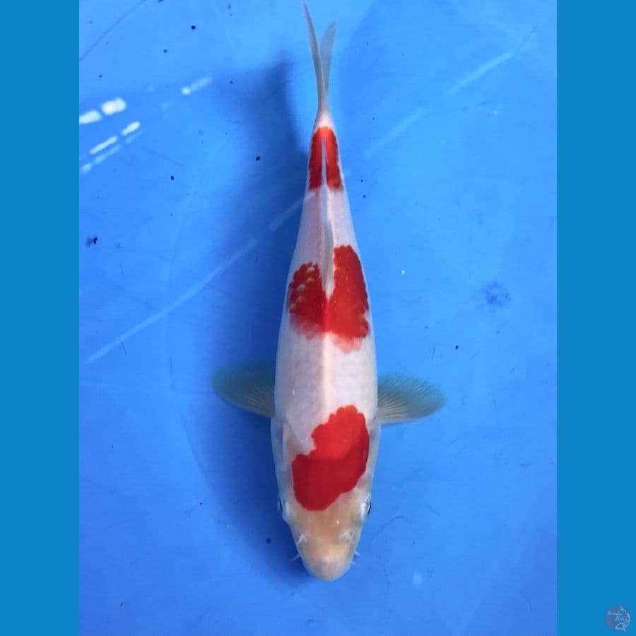 kohaku 22cm