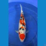 sanke ±47cm
