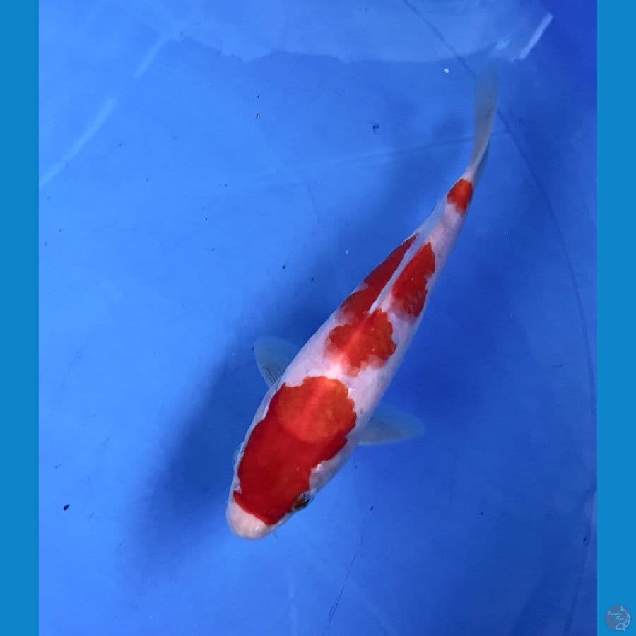 kohaku 17cm
