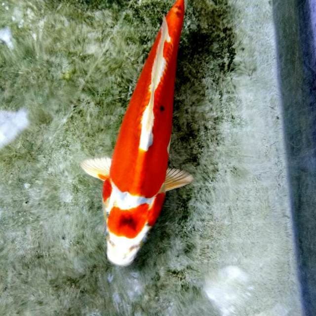 Hikarinmoyomono