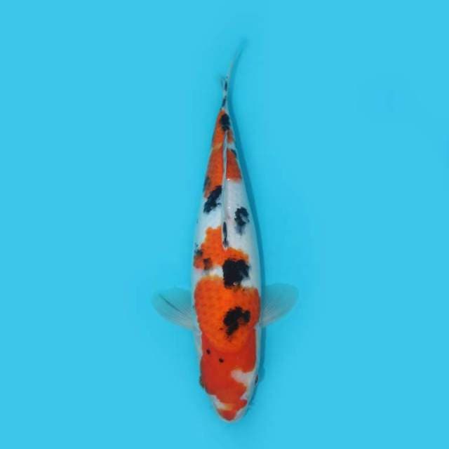 SANKE 32 CM