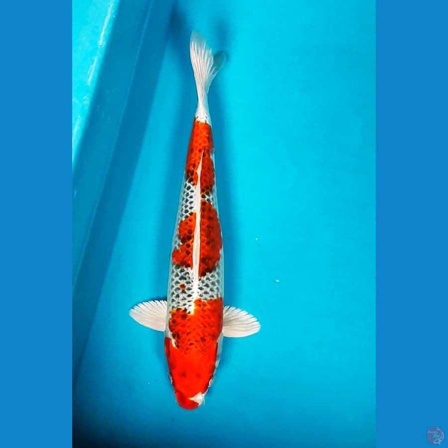 KUJAKU 32CM MALE