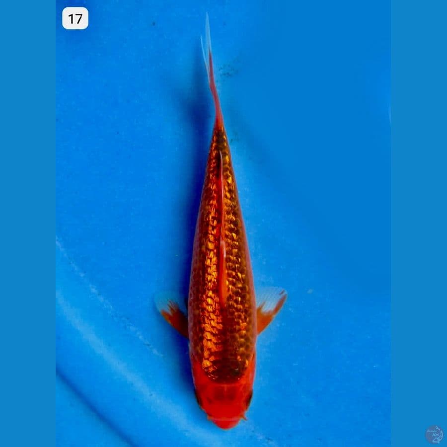 aka madsuba full gingrin 17cm 