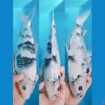 shiro bahan keep30cm