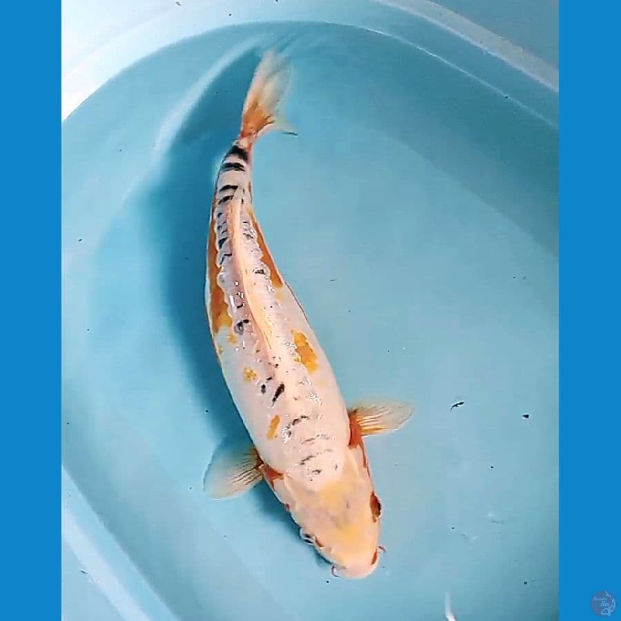 46 cm jumbo sushui koshui gendong telur
