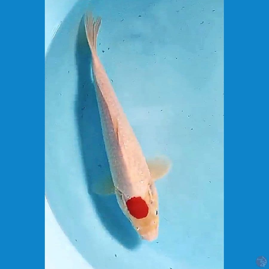 27 cm tanco kohaku 