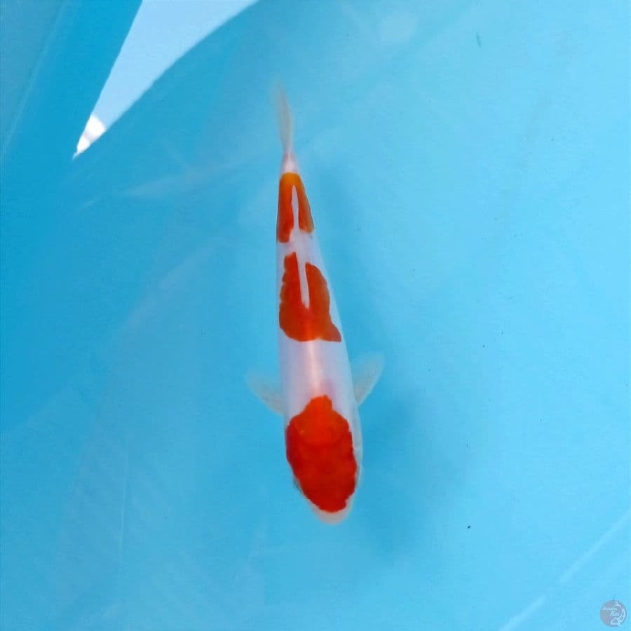 kohaku doitsu, 16 cm