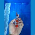 sanke 18 cm 