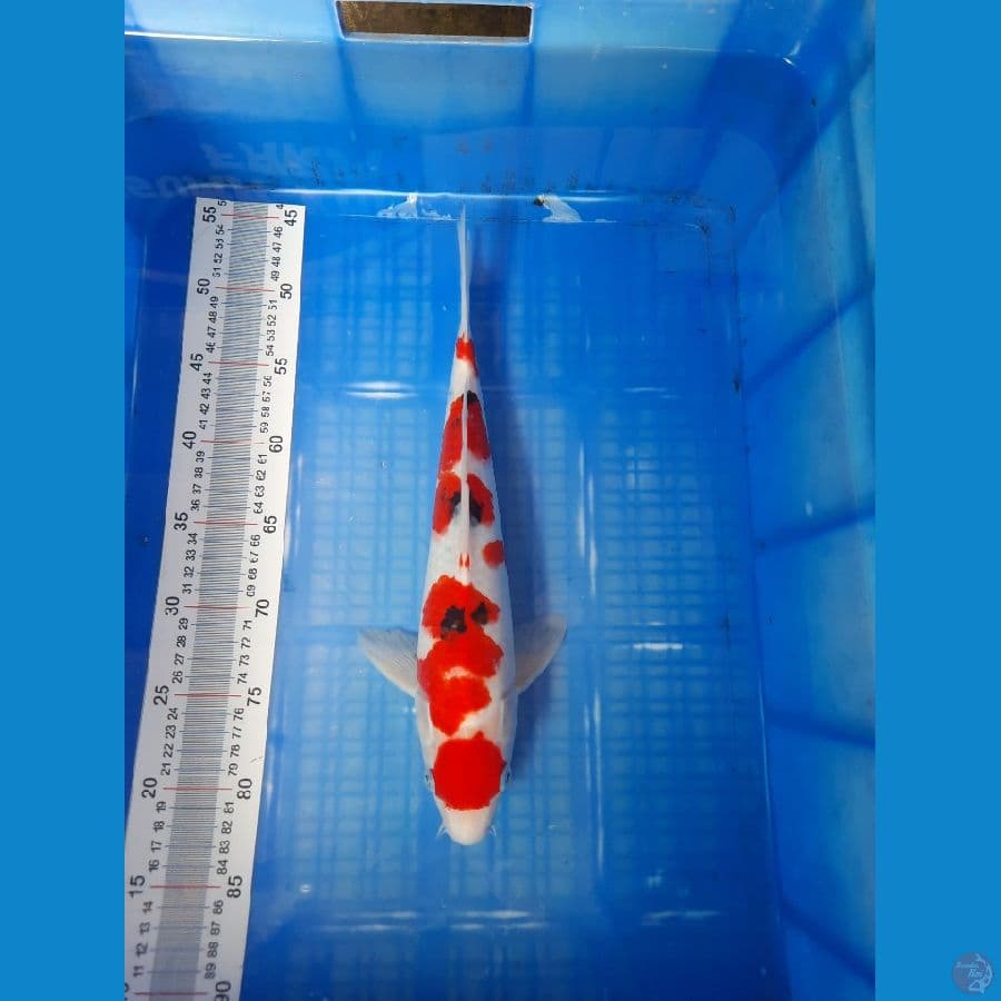 Sanke sisik M35cm 