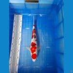Sanke sisik M35cm 
