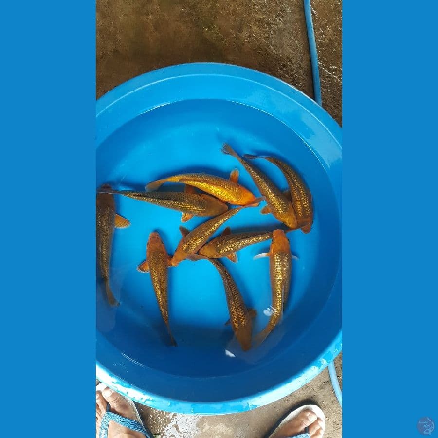 karamel chagi ful genrin
