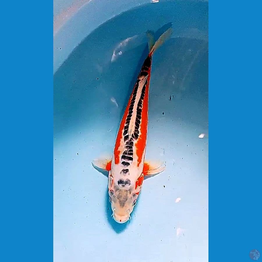 35 cm hanasushui red strong