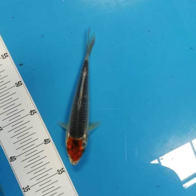 20cm Tancho Goshiki